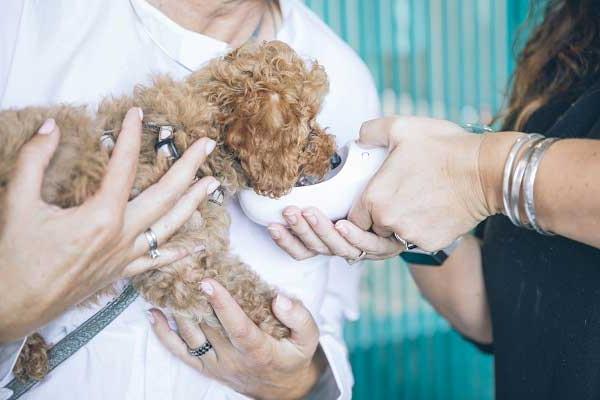 Veterinarian & puppy